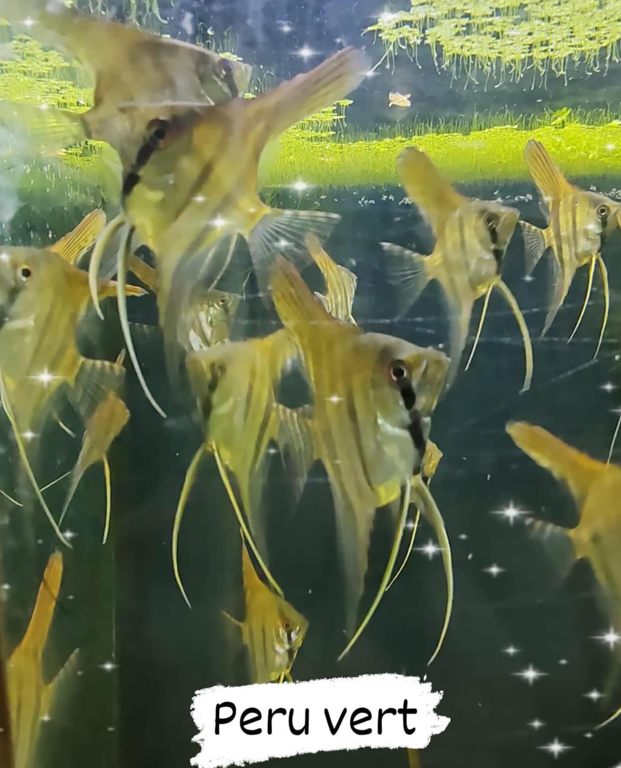 Angelfish